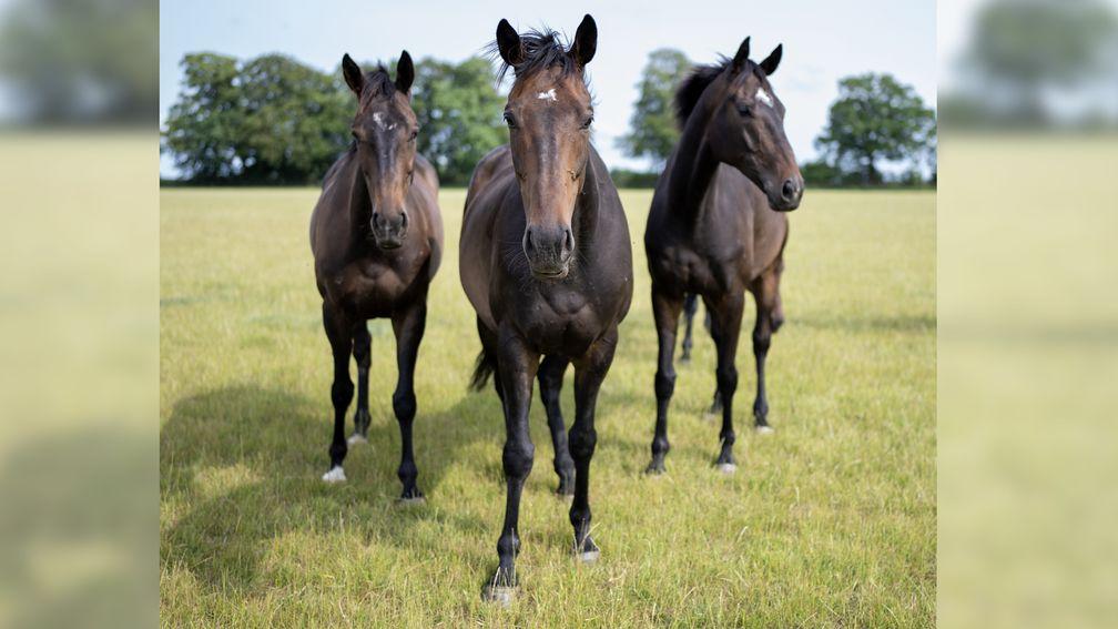 From left: City Chief, Constitution Hill and Shishkin in their paddock at Charlie and Tracy Vigors' Hillwood Stud near Marlborough, Wiltshire