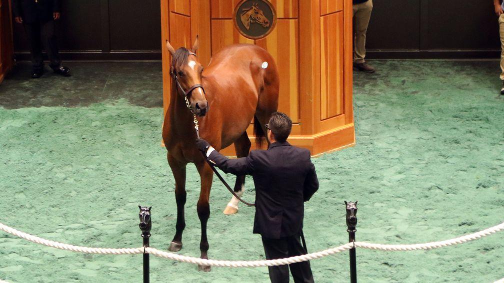 This City Zip colt, topping the session at $350,000, kept his recently deceased sire's name in lights