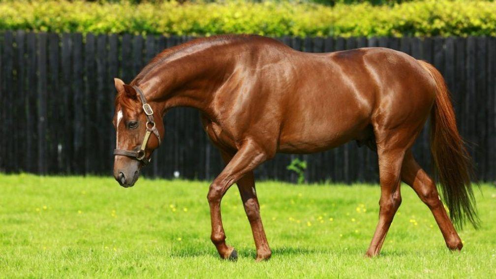 Australia: Coolmore resident now has seven first-crop winners to his name