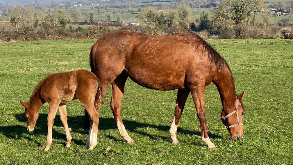 Eve with her foal Ivy - the apples of Aisling Crowe's eyes, well two of them at least