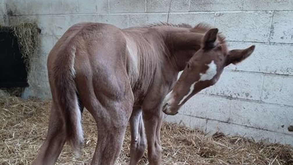 Eskdale Thoroughbred's Logician colt out of Lifeboat Mona