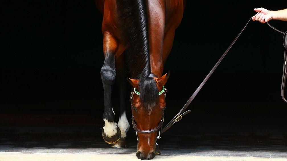 Frankel: sire of Royal Ascot winners Without Parole, Monarchs Glen and Baghdad