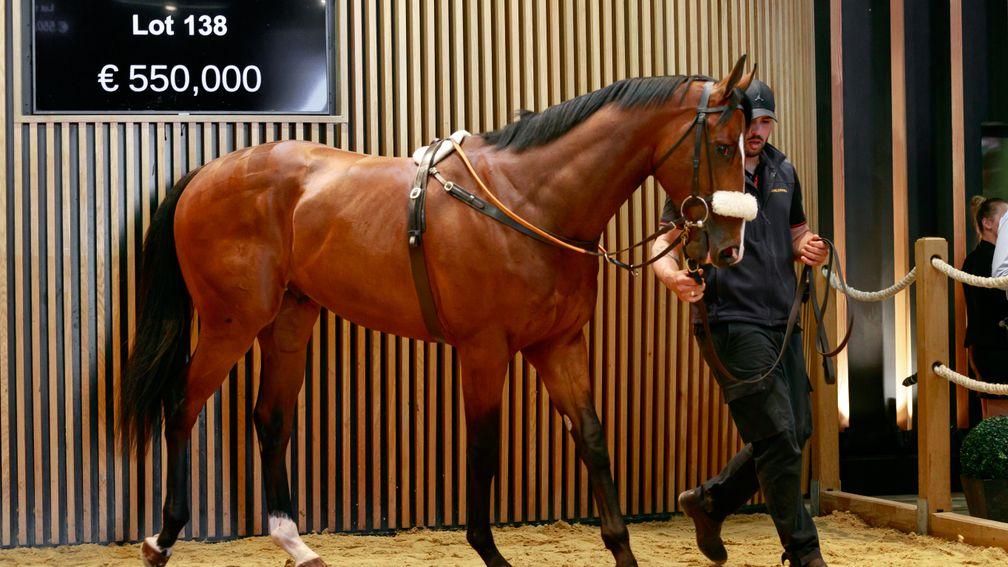 Mocklershill Stud's Blue Point colt went to Richard Brown for €550,000 at Arqana