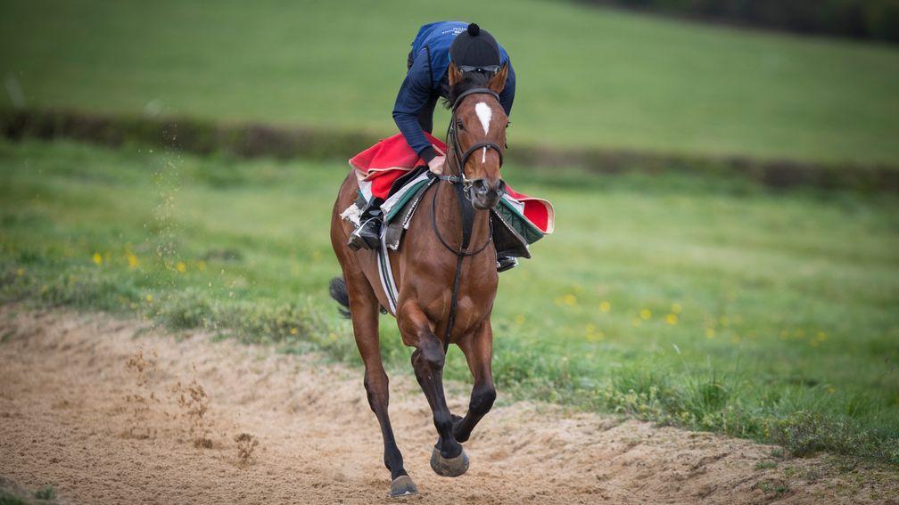 Alghabrah: the filly is said to have done well over the winter