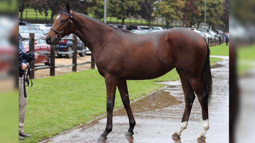 McKulick: Belmont Oaks winner sold to Mike Ryan as a yearling from Tattersalls Book 1