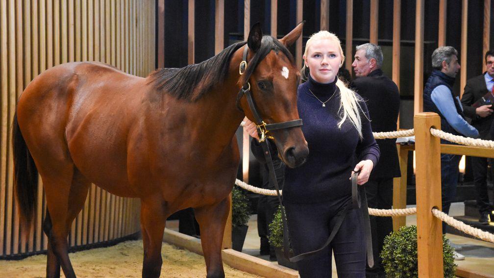 Coulonces Sales' son of Sioux Nation will be trained by David Menuisier
