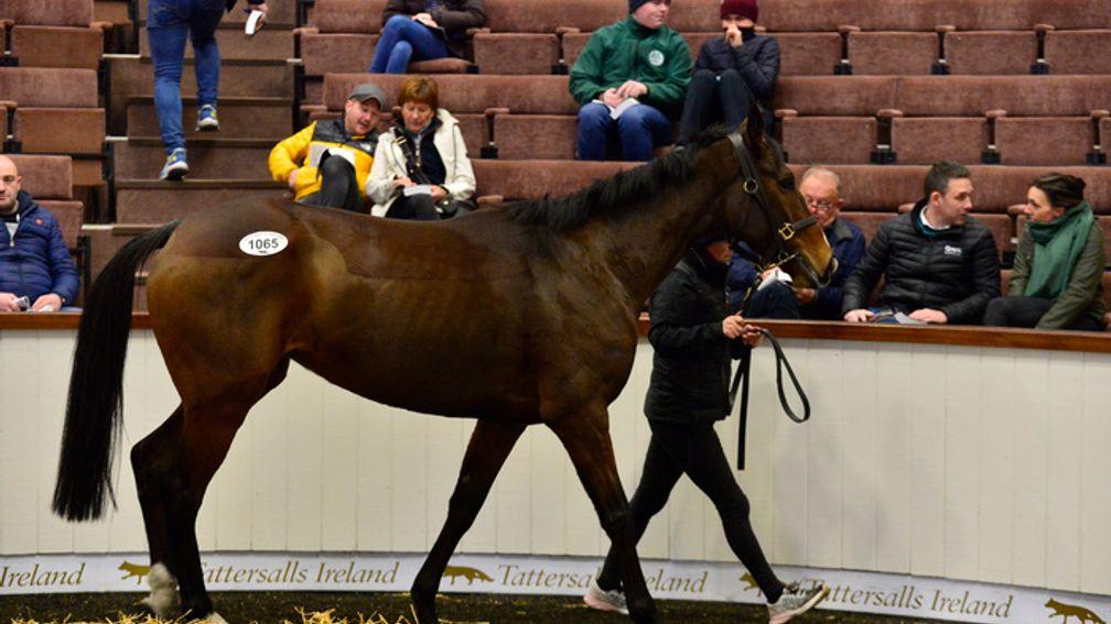 The Twelve Pins in the ring at Tattersalls Ireland