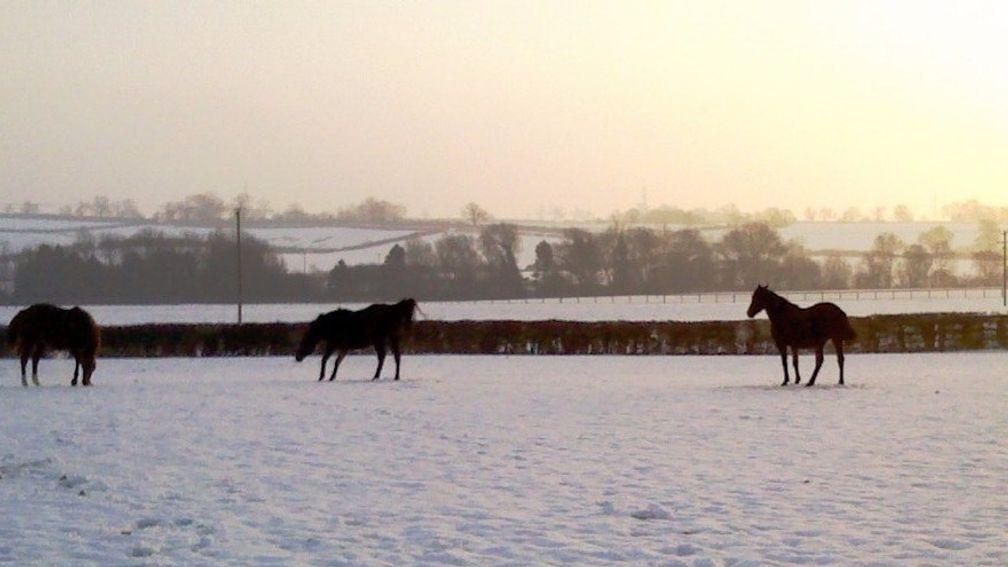 A winter scene at the Rutland stud