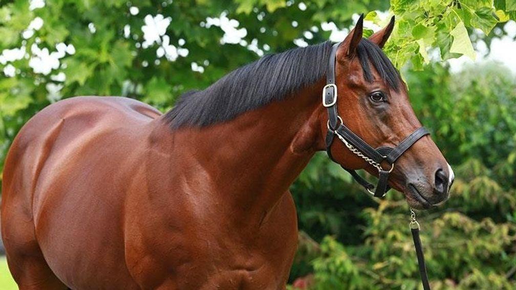 Siyouni: commanding a fee of €100,000 at Haras de Bonneval in 2019