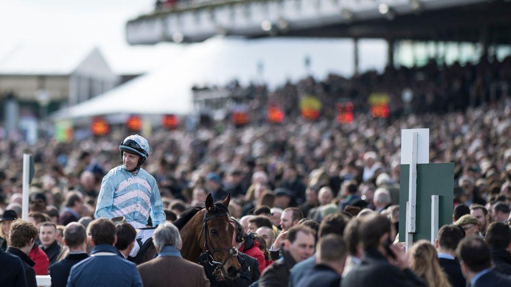 Summerville Boy, winner of the Sky Bet Supreme Novices' Hurdle, is surrounded by festival goers