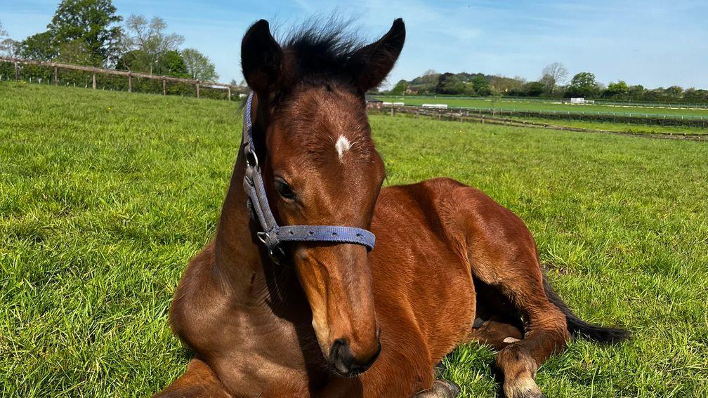 Alne Park Stud's Dink colt out of a Midnight Legend mare 
