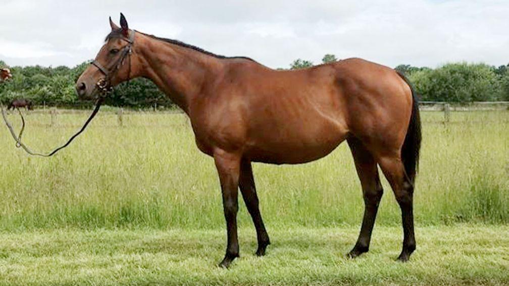 Belle Josephine: is offered in foal to Haras de Bonneval's exciting sire Siyouni