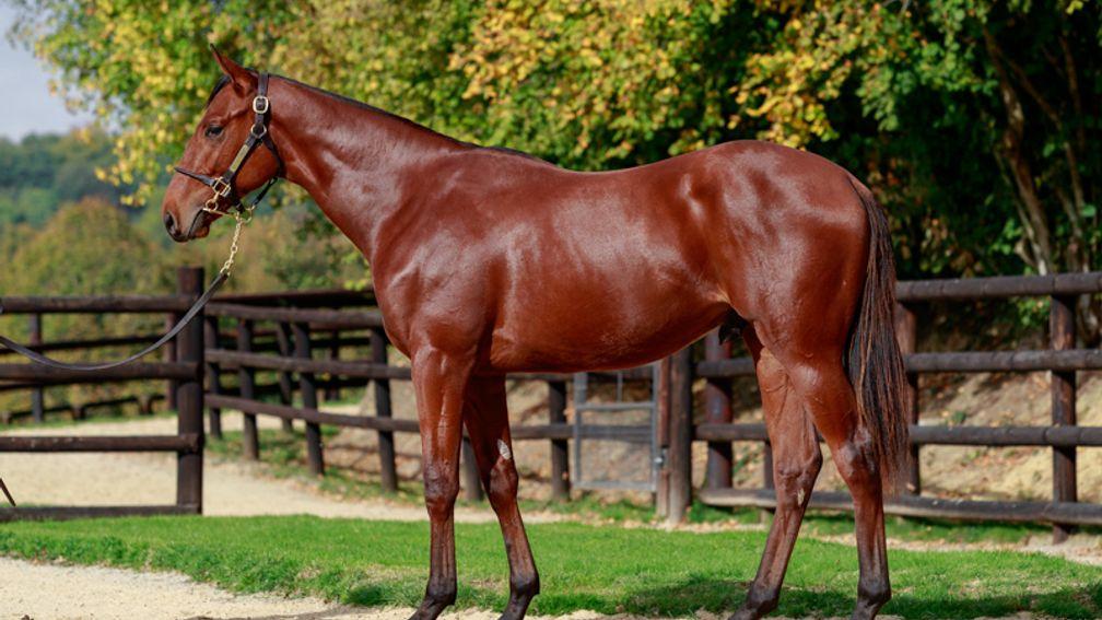 Borna, pictured when he was part of the Haras des Capucines yearling draft at Arqana in 2022