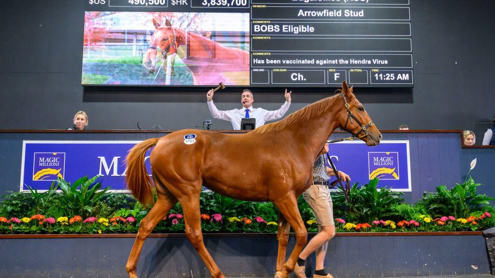 The Autumn Sun filly sells for A$750,000 on day one of the Magic Millions National Yearling Sale
