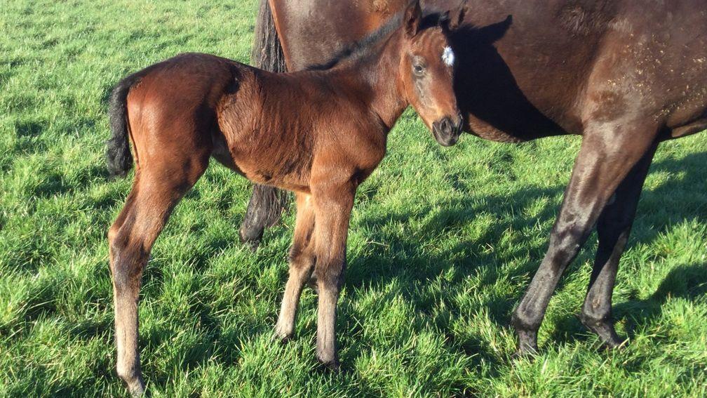 The filly foal out of Grace And Virtue