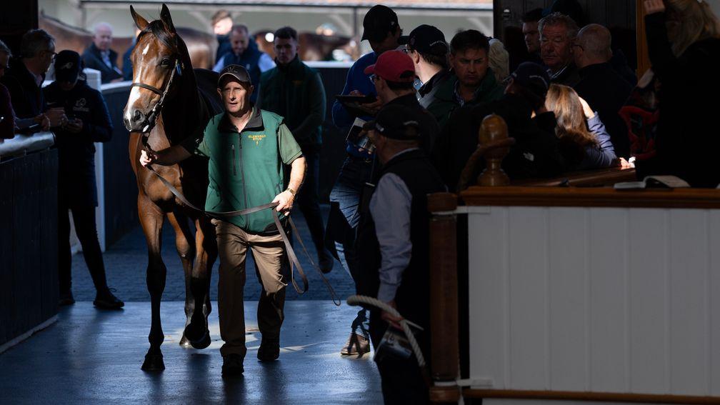 A yearling is led into the ring on the first day of Tattersalls Book 1 