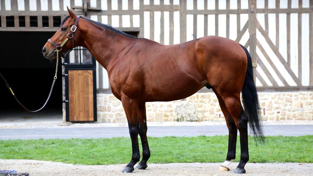 Stunning Spirit: off the mark as a sire 