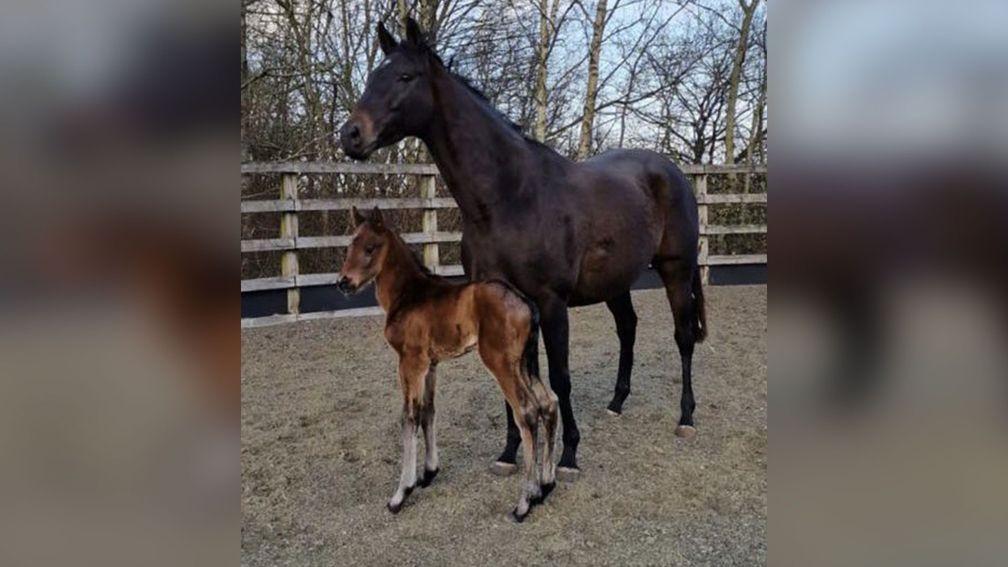 The first foal by Shade Oak Stud resident and St Leger hero Logician: a colt out of Angela’s Hope owned by Stanley Clegg