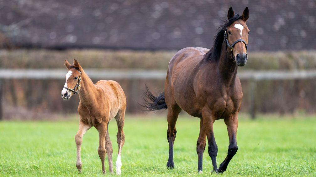 Enable and her Kingman colt foal at Banstead Manor Stud