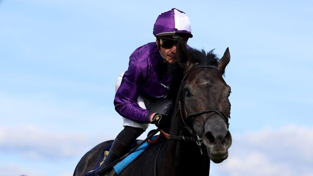 King Of Steel: set to race in Ireland on his next start 