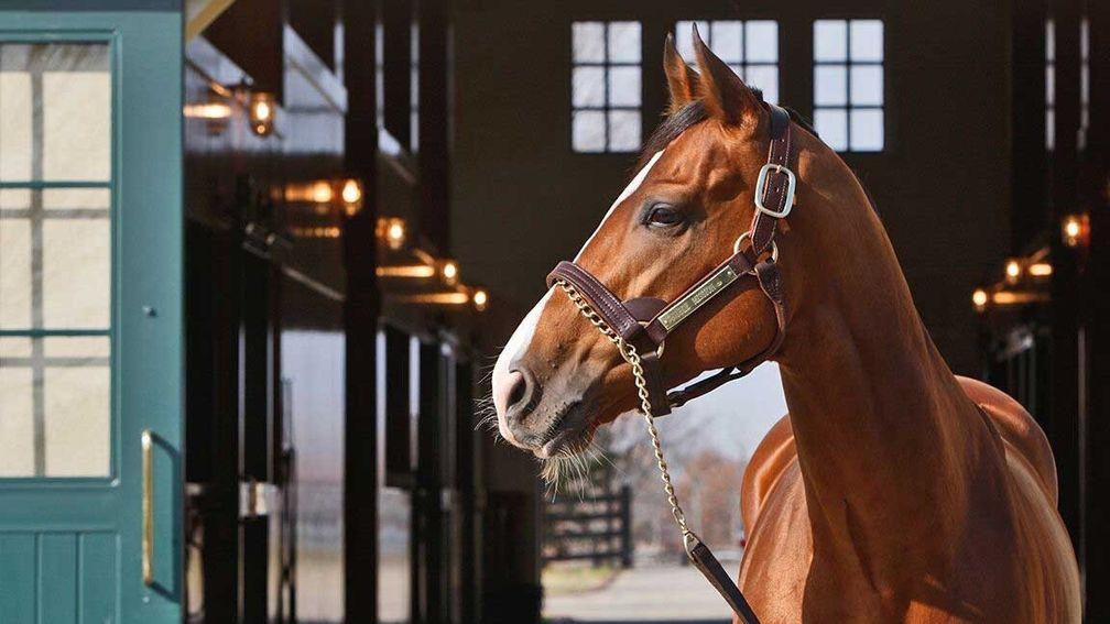 Noble Mission: sire of Code Of Honor