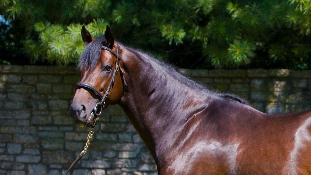 Scat Daddy: the sire of three Wesley Ward-trained Royal Ascot winners