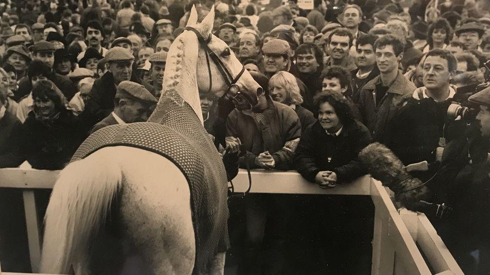 Desert Orchid addresses his adoring fans at Wincanton after another routine victory on home turf 