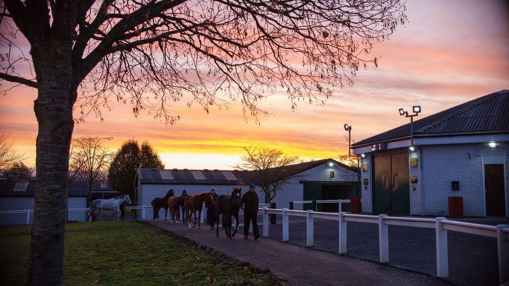 Tattersalls Ireland among the sales companies to make changes to its calendar