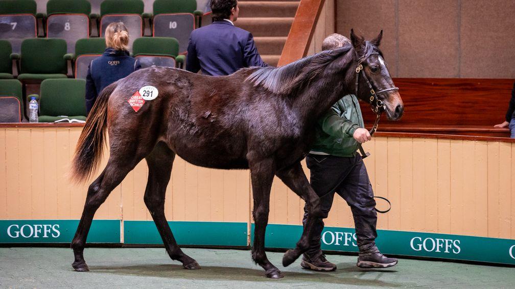 Stoneyhill Stud's Havana Grey filly in the ring at Goffs