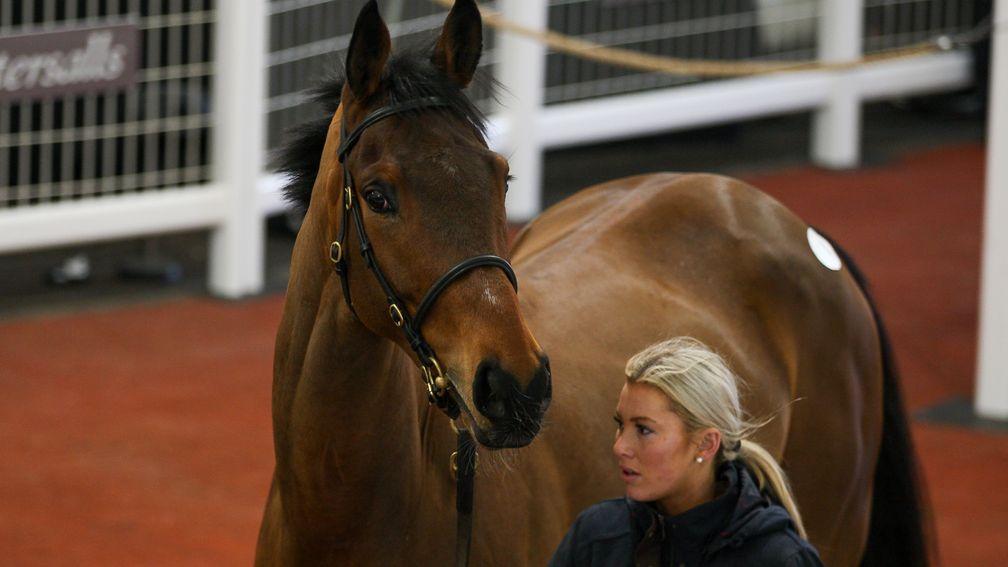 Mt Fugi Park takes his turn in the ring before selling for £290,000