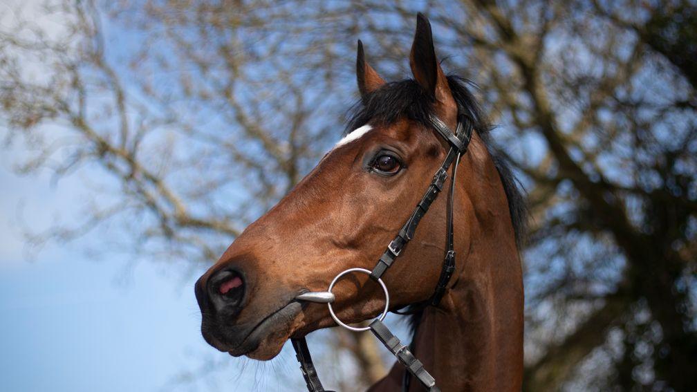 Tiger Roll: at home at Cullentra House Stables