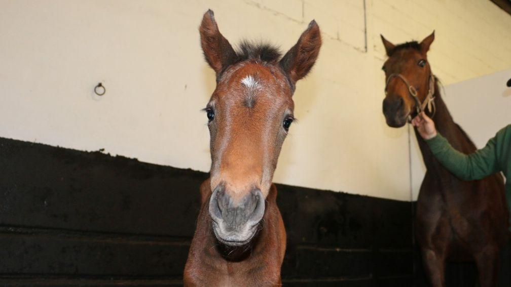 Quevega's Walk In The Park filly, her second foal by the sire
