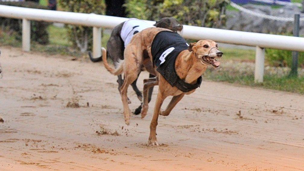 The RSPCA shocked the world of greyhound racing last month when it called for the sport to be phased out