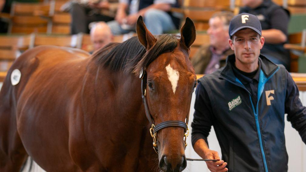 Fittocks Stud's Frankel colt: "from the moment he was born he looked strong"