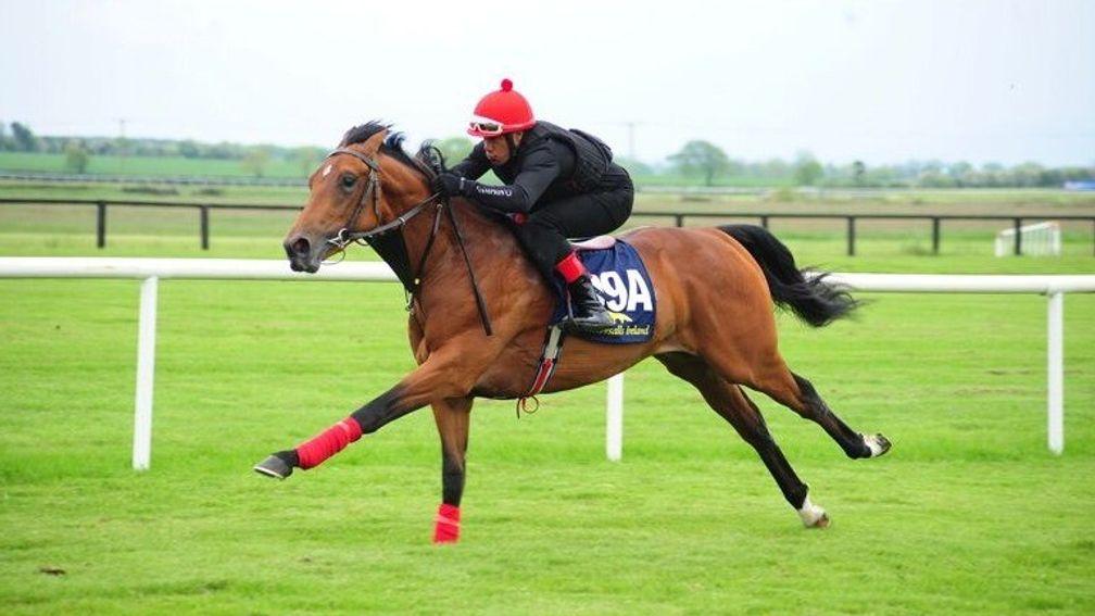 A More Than Ready colt (lot 99A) from the Mocklershill draft is put through his paces at Fairyhouse on Thursday