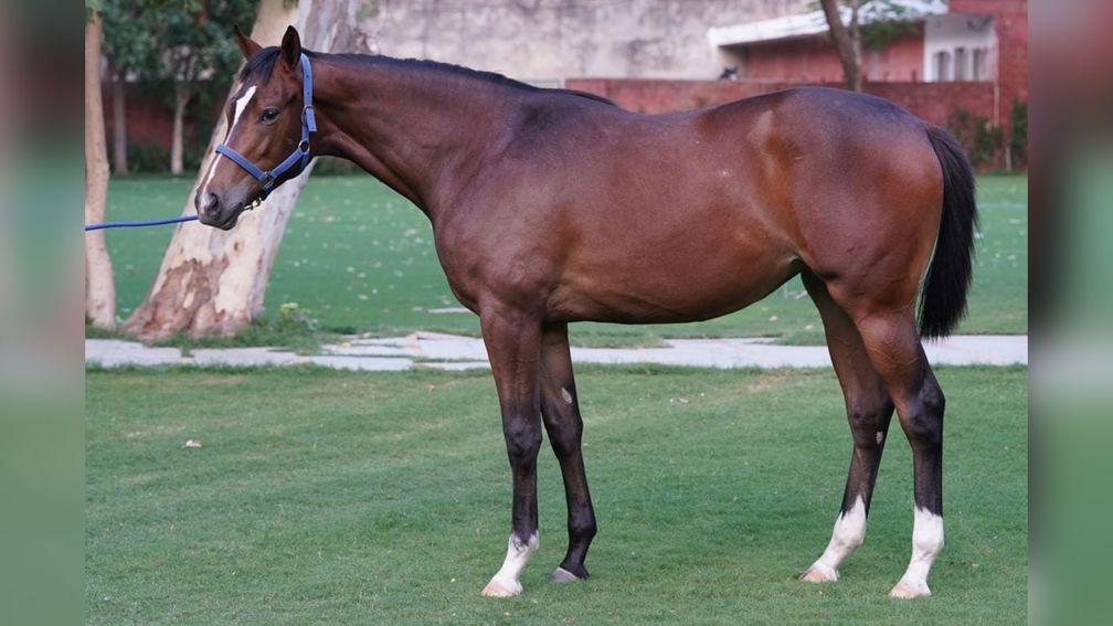 Enabler's half-sister by Planetaire, pictured in June 2023 as a yearling 