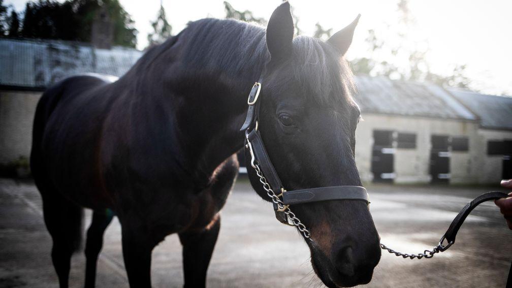 Group 1 winner Kalanisi has died at the age of 27 at Boardsmill Stud