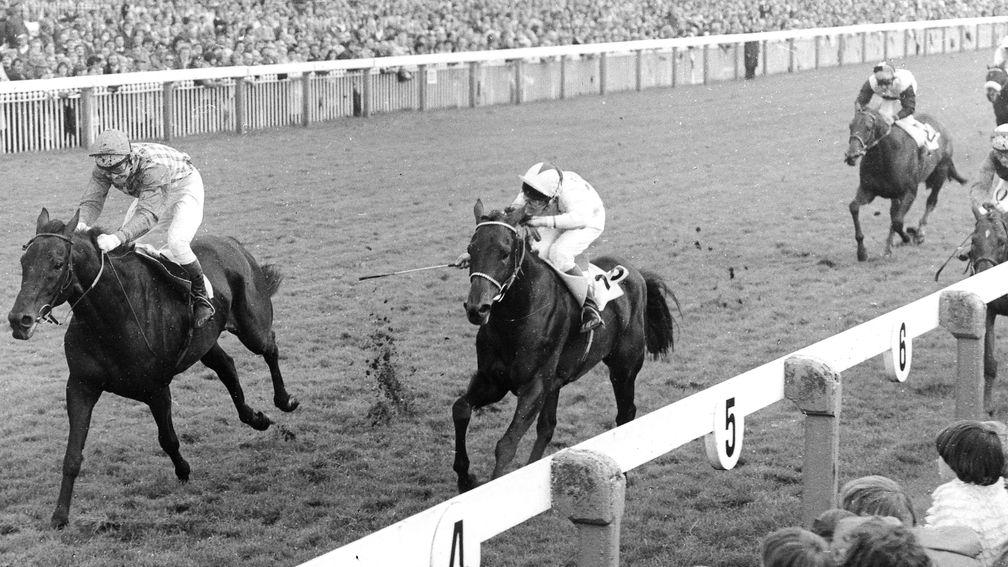 Sea Pigeon and Jonjo O’Neill (left) win the 1979 Ebor Handicap at York in a tight finish with Donegal Prince (Philip Robinson)