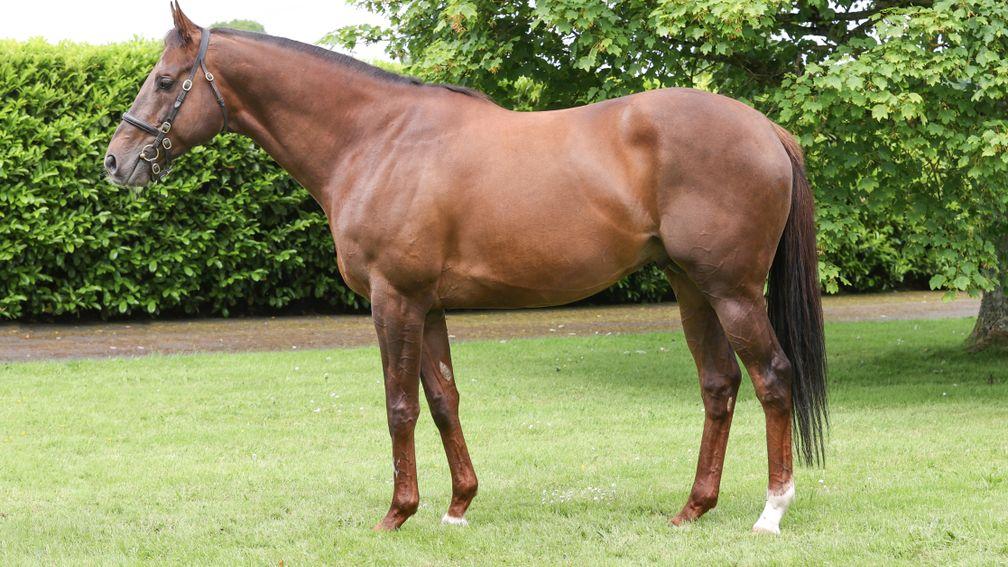 Shaman: the Classic-placed son of Shamardal has his first yearlings selling at Doncaster







