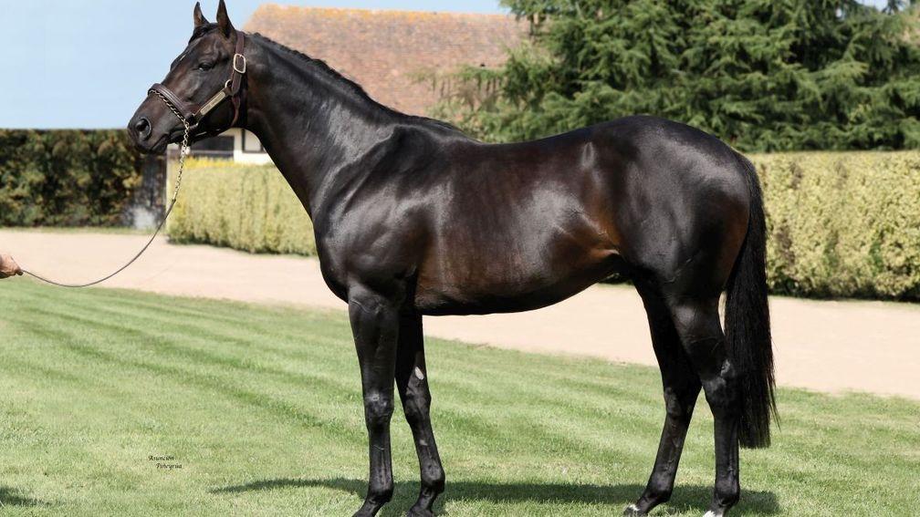 Le Havre: rags to riches stallion has 33 stakes winners to his name