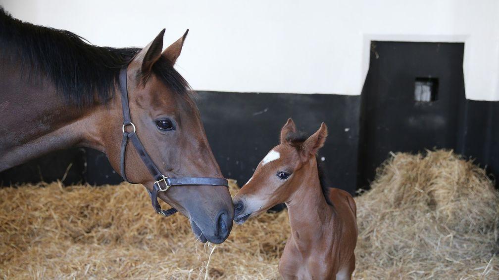 Quevega pictured with her daughter by Beat Hollow when she was a foal