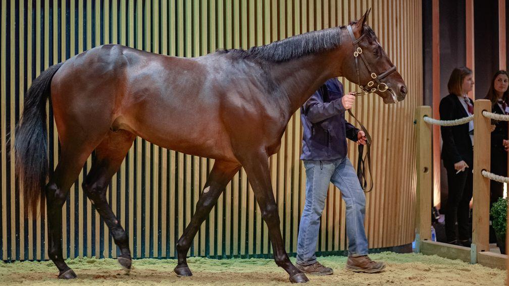 Lot 140: the Scat Daddy colt bought by Phoenix Thoroughbreds for €700,000