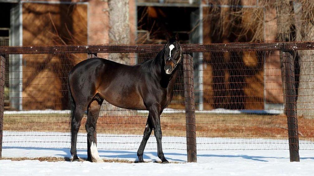 Heart's Cry: leading Japanese sire has been retired from stud duties