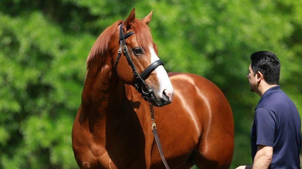 Justify: has his first foal on the ground