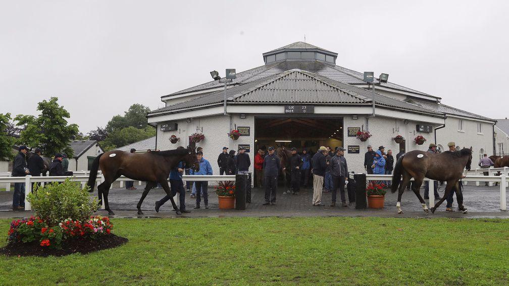 Tattersalls Ireland: what gems might the catalogue for the August National Hunt Sale contain?