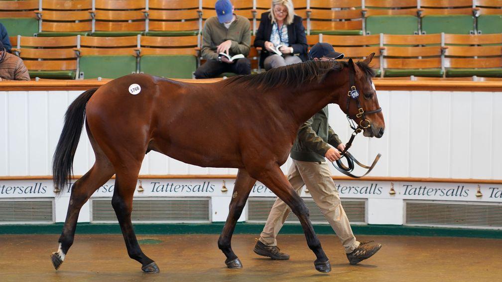 The Coulsty colt out of Syamantaka sells to Ollie Pears for 48,000gns at Book 3