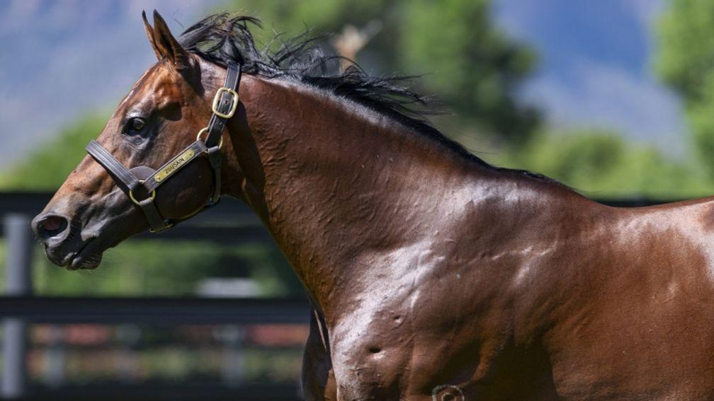 Zousain: exciting son of Zoustar has had his fee increased to A$27,500