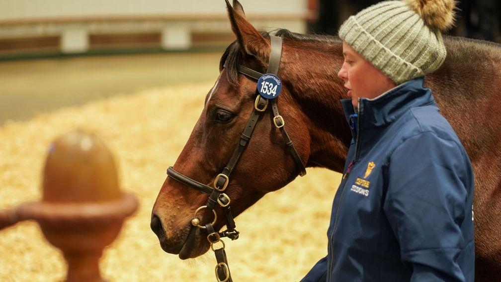 Callisto Star in the ring on Monday, when it took 675,000gns to secure her