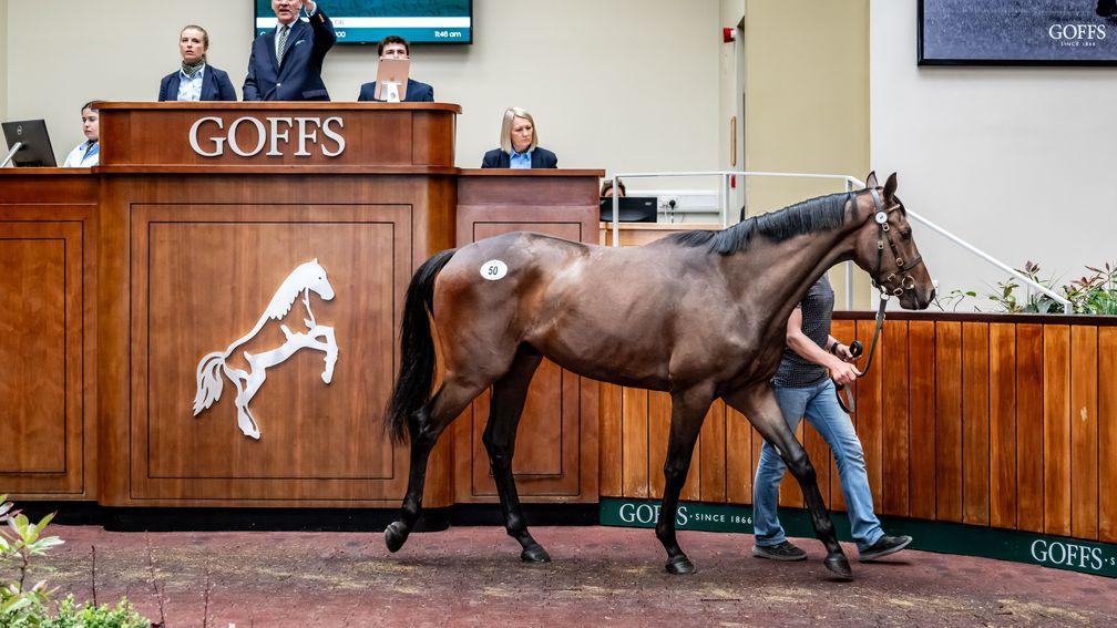 Brown Island Stables' Beau Speed sells to Tom Malone and Paul Nicholls for £110,000 at the Goffs Spring Store Sale