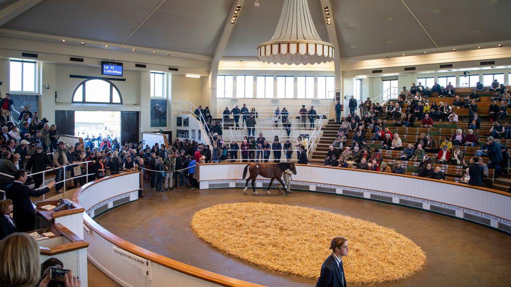 A further three wildcards are set to go through the Tattersalls ring at the December Sale